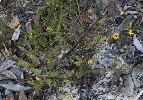Dillwynia trichopoda, 2026-08-08