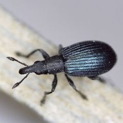 Perapion hydrolapathi