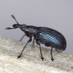 Perapion hydrolapathi