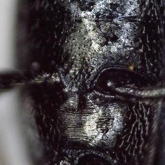 Perapion hydrolapathi