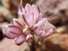Allium cratericola