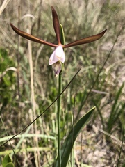 Cleistesiopsis oricamporum