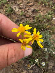 (c) Parker James Lloyd, some rights reserved (CC BY) Stenotus acaulis, photograph (c) Parker James Lloyd, some rights reserved (CC BY)