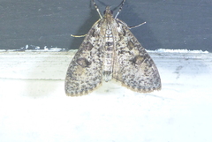 Palpita aenescentalis