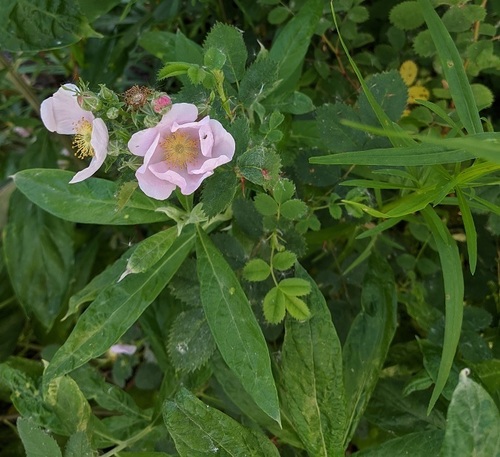 iNaturalist observation photo of California Wild Rose