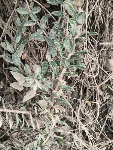 Bejaria resinosa, photograph 5