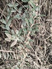 author not stated, no rights reserved Bejaria resinosa, photograph author not stated, no rights reserved
