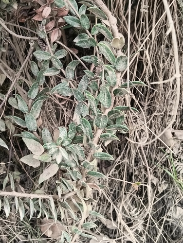 Bejaria resinosa, photograph 6