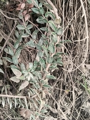 Bejaria resinosa, photograph author not stated, no rights reserved
