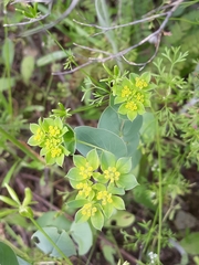 Bupleurum rotundifolium