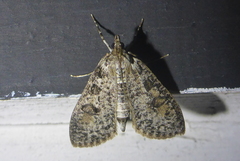 Palpita aenescentalis
