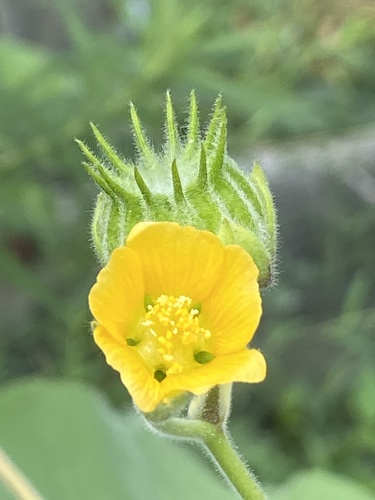 China jute (Abutilon theophrasti)