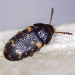 Mycetophagus atomarius