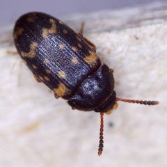 Mycetophagus atomarius