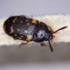 Mycetophagus atomarius