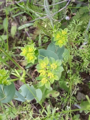 Bupleurum rotundifolium