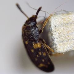 Mycetophagus atomarius