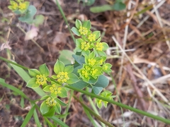 Bupleurum rotundifolium
