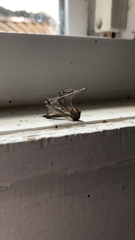 Culex quinquefasciatus