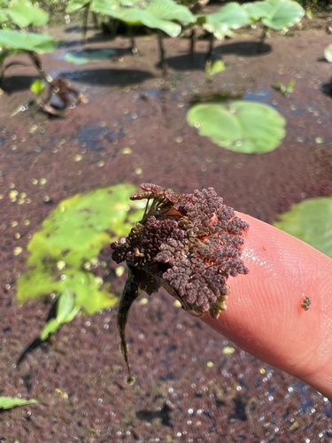 Azolla caroliniana, photograph 4