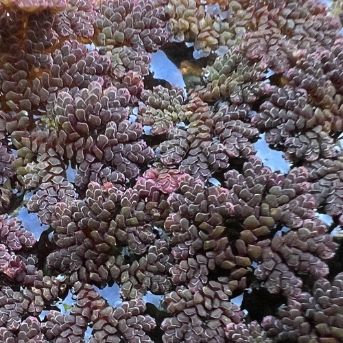 Azolla caroliniana, photograph 5