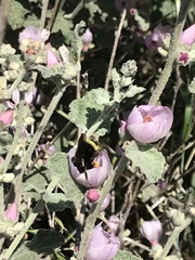 Malacothamnus hallii