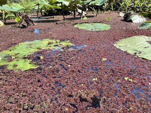 Azolla caroliniana, photograph 6
