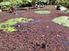 Azolla caroliniana, photograph (c) Anne Parker, some rights reserved (CC BY)