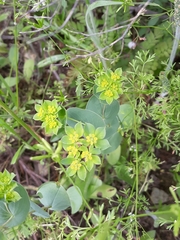 Bupleurum rotundifolium