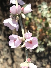 Malacothamnus hallii