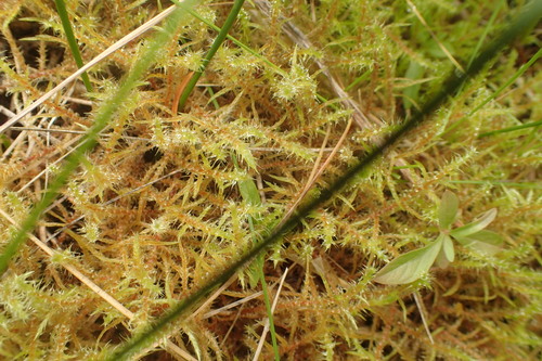 Rhytidiadelphus subpinnatus observed 2026-08-02