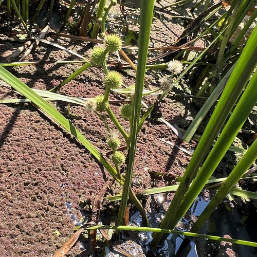 Sparganium americanum, photograph 4