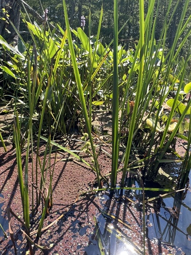 Sparganium americanum, photograph 5