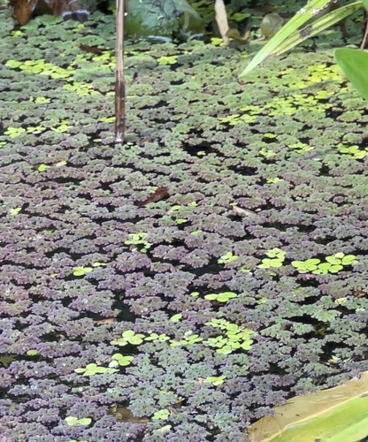 Azolla caroliniana, photograph 2