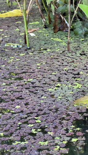 Azolla caroliniana, photograph 3