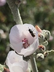 Malacothamnus hallii