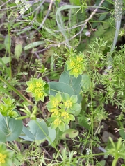 Bupleurum rotundifolium