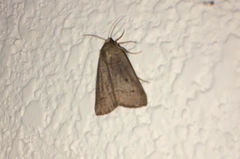 Lepidoptera