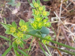 Bupleurum rotundifolium