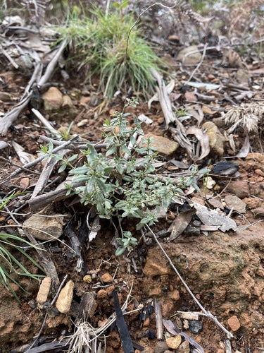 Common Raspwort
