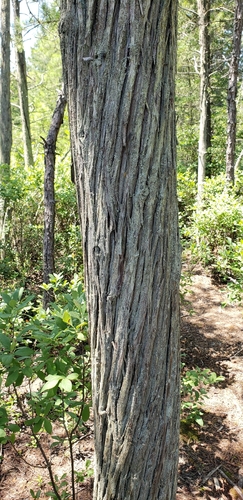 Chamaecyparis thyoides, photograph 3