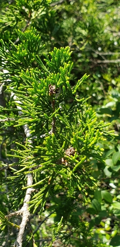 Chamaecyparis thyoides, photograph 4