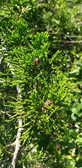 Chamaecyparis thyoides, photograph (c) Stephan Eselgroth, some rights reserved (CC BY-SA)