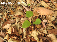 Smilax nipponica