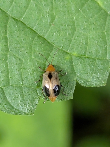 Paridea, 2026-07-14