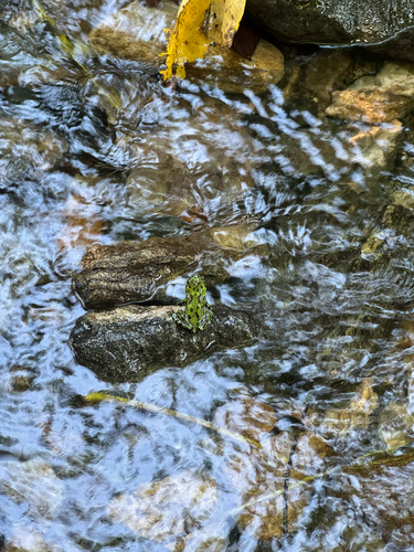Oriental Fire-bellied Toad