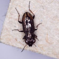 Notiophilus biguttatus