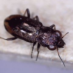 Notiophilus biguttatus