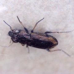 Notiophilus biguttatus