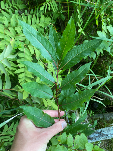 Salix pyrifolia, photograph 5